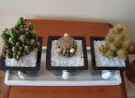 Vasinhos com Cactos_I